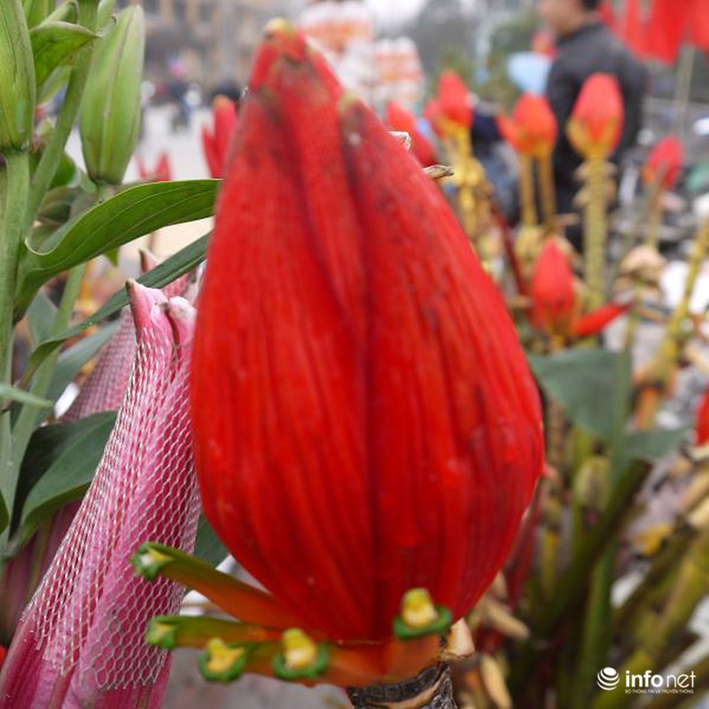 Hoa chuối rừng lung linh khoe sắc giữa Thủ đô - ảnh 12