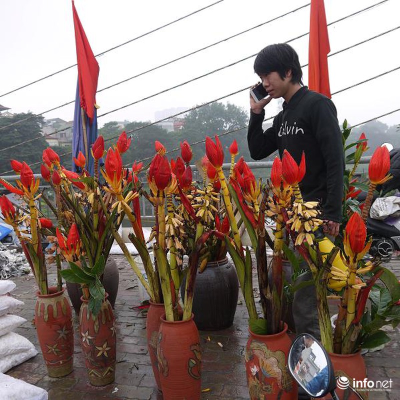 Hoa chuối rừng lung linh khoe sắc giữa Thủ đô - ảnh 1