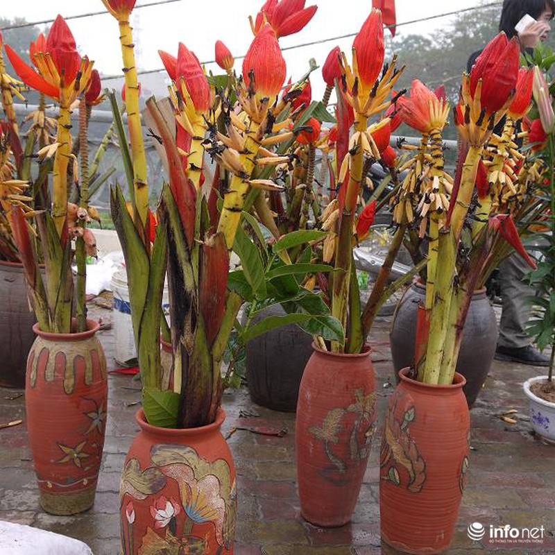 Hoa chuối rừng lung linh khoe sắc giữa Thủ đô - ảnh 2