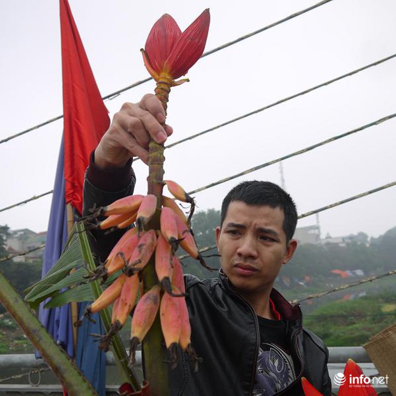 Hoa chuối rừng lung linh khoe sắc giữa Thủ đô - ảnh 4