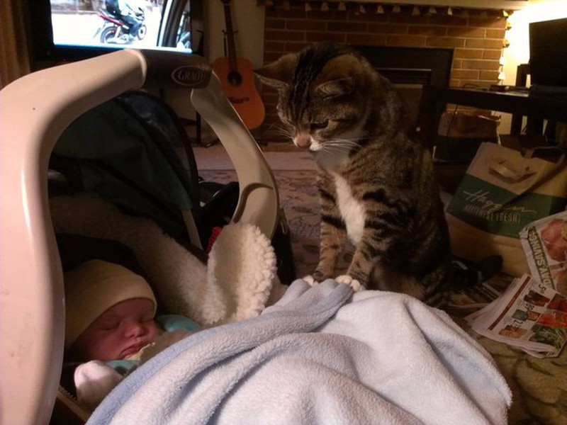 Những khoảnh khắc đáng yêu của loài mèo - ảnh 10