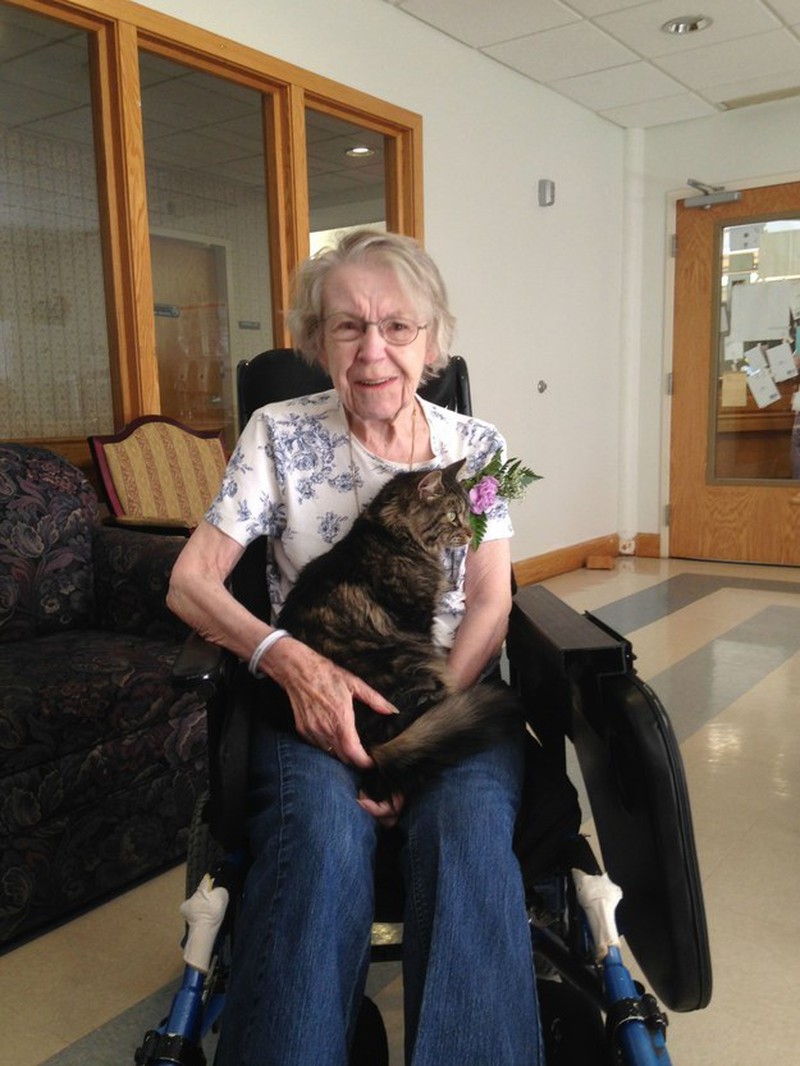 Những khoảnh khắc đáng yêu của loài mèo - ảnh 12