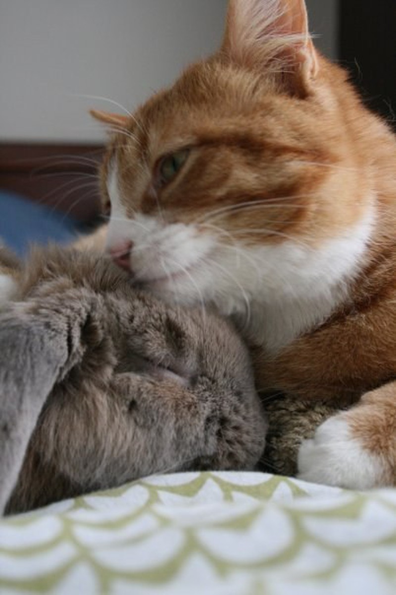 Những khoảnh khắc đáng yêu của loài mèo - ảnh 17