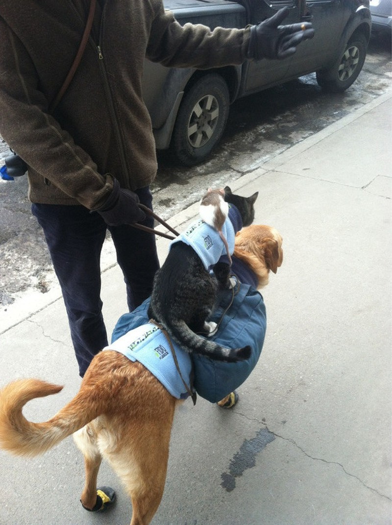 Những khoảnh khắc đáng yêu của loài mèo - ảnh 22