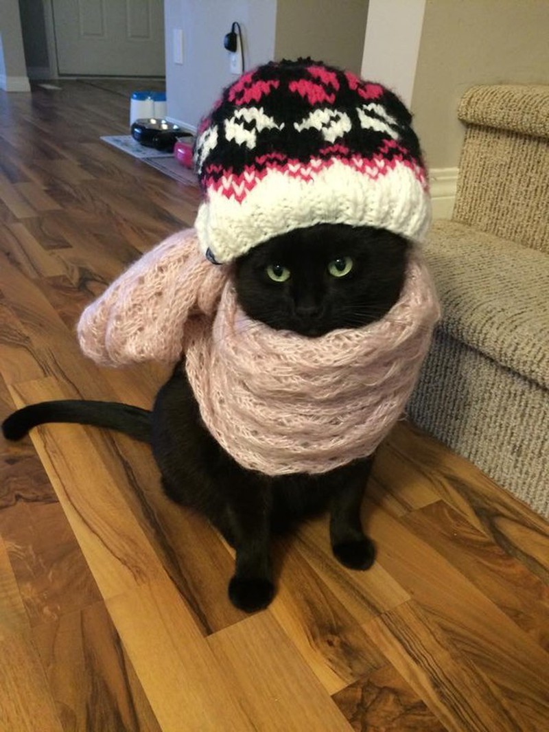 Những khoảnh khắc đáng yêu của loài mèo - ảnh 3