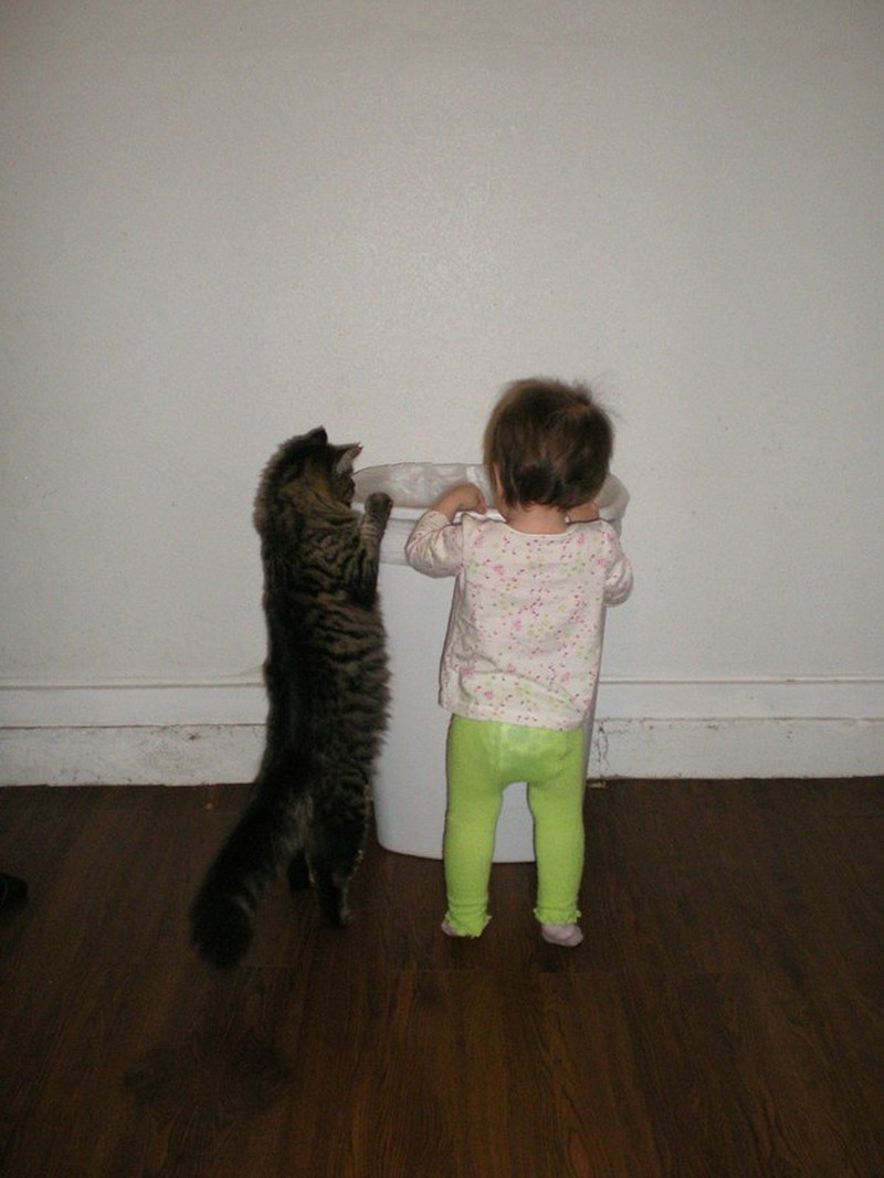 Những khoảnh khắc đáng yêu của loài mèo - ảnh 5