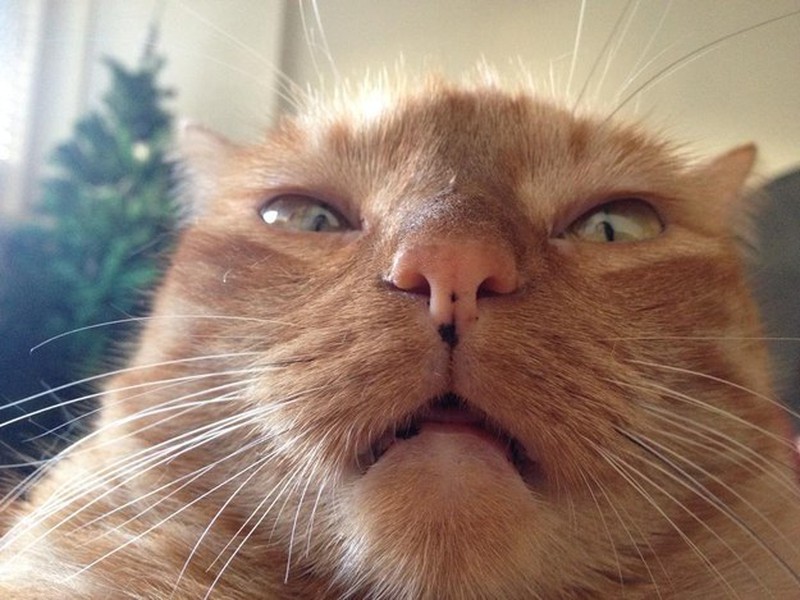 Những khoảnh khắc đáng yêu của loài mèo - ảnh 6