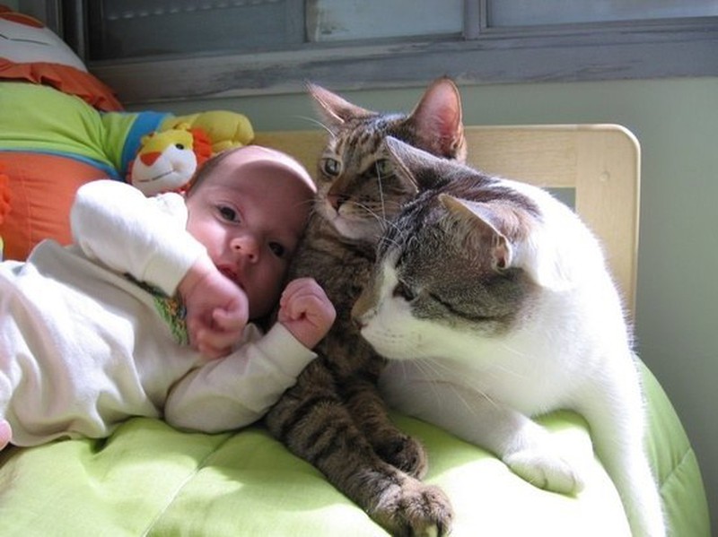 Những khoảnh khắc đáng yêu của loài mèo - ảnh 7