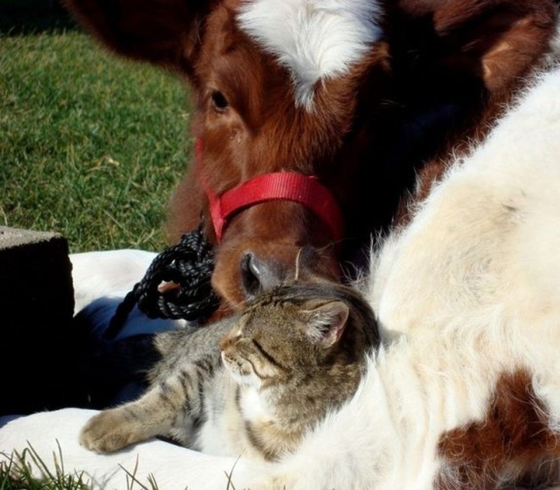 Những khoảnh khắc đáng yêu của loài mèo - ảnh 8