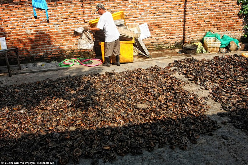 Kinh hoàng lò mổ rắn làm túi xách thời trang đẫm máu ở Indonesia - ảnh 7