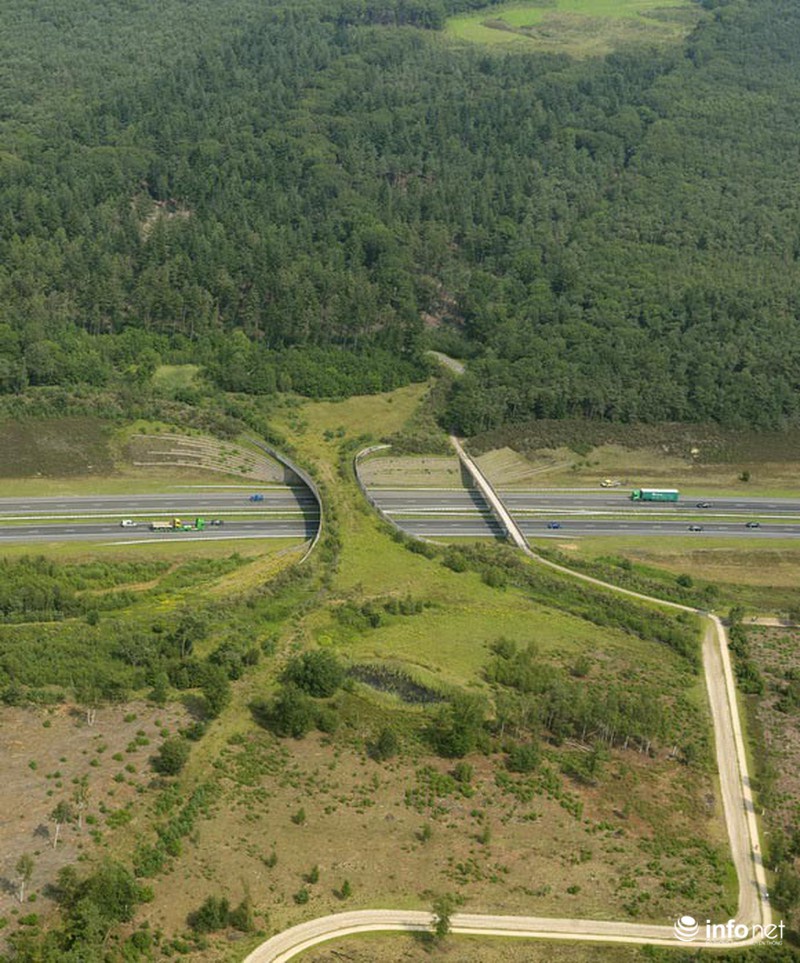 Những cây cầu đặc biệt dành riêng cho động vật - ảnh 8