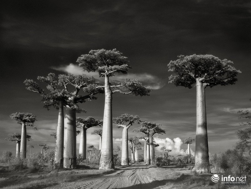 Những cây cổ thụ ngàn tuổi vĩ đại nhất thế giới - ảnh 1