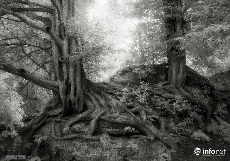 Những cây cổ thụ ngàn tuổi vĩ đại nhất thế giới - ảnh 10