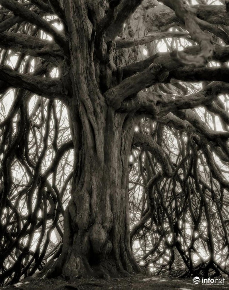 Những cây cổ thụ ngàn tuổi vĩ đại nhất thế giới - ảnh 11