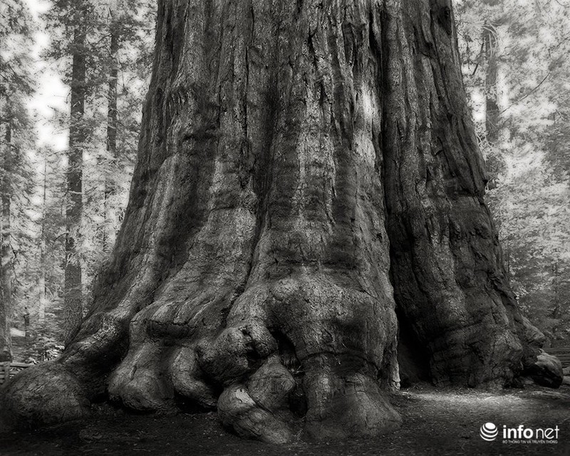 Những cây cổ thụ ngàn tuổi vĩ đại nhất thế giới - ảnh 12