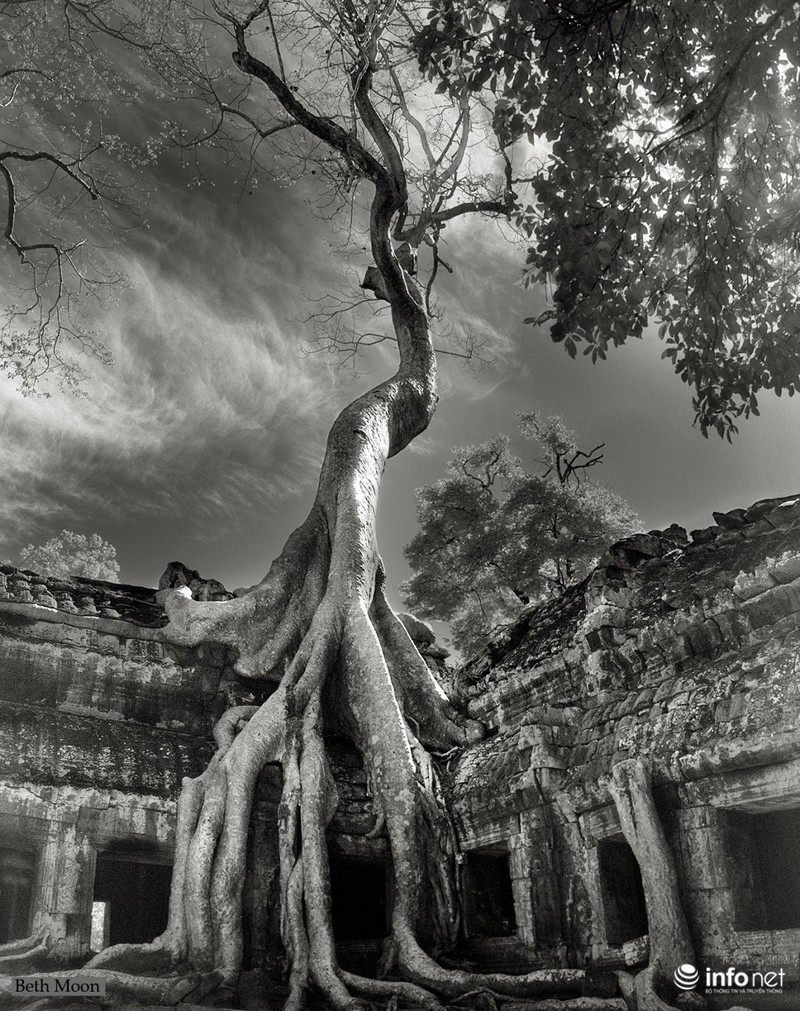 Những cây cổ thụ ngàn tuổi vĩ đại nhất thế giới - ảnh 3