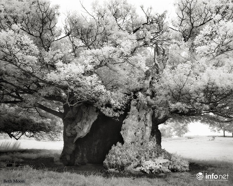 Những cây cổ thụ ngàn tuổi vĩ đại nhất thế giới - ảnh 4