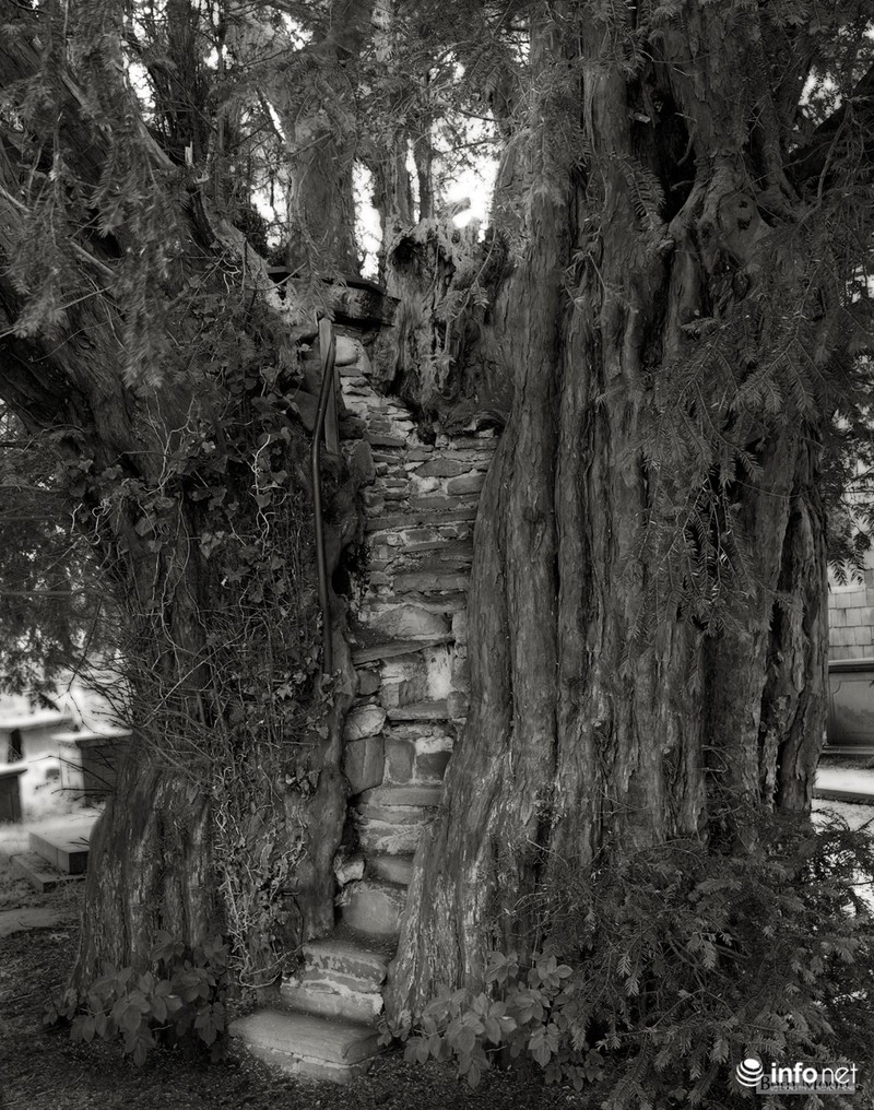 Những cây cổ thụ ngàn tuổi vĩ đại nhất thế giới - ảnh 5