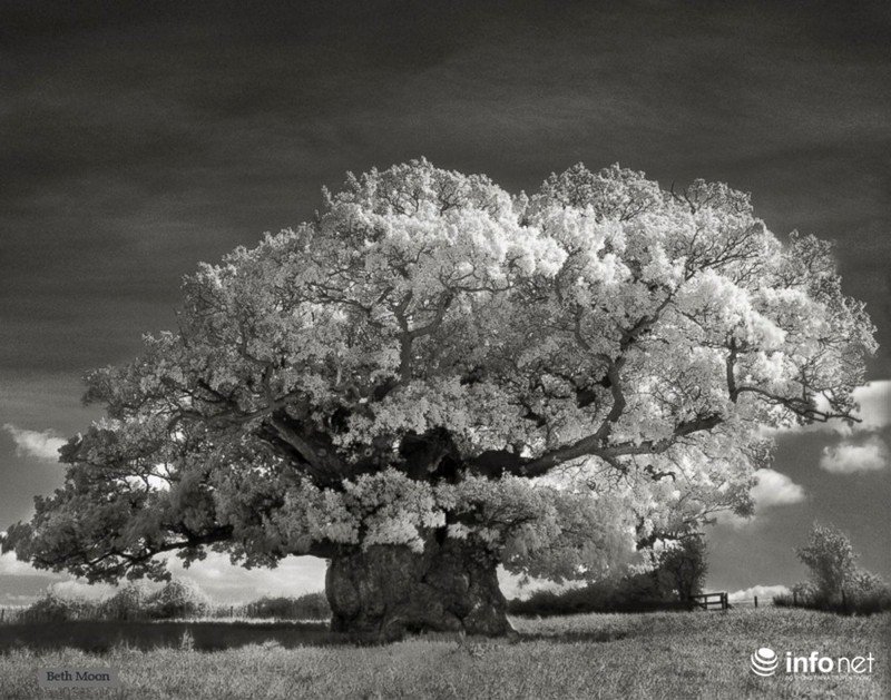 Những cây cổ thụ ngàn tuổi vĩ đại nhất thế giới - ảnh 6