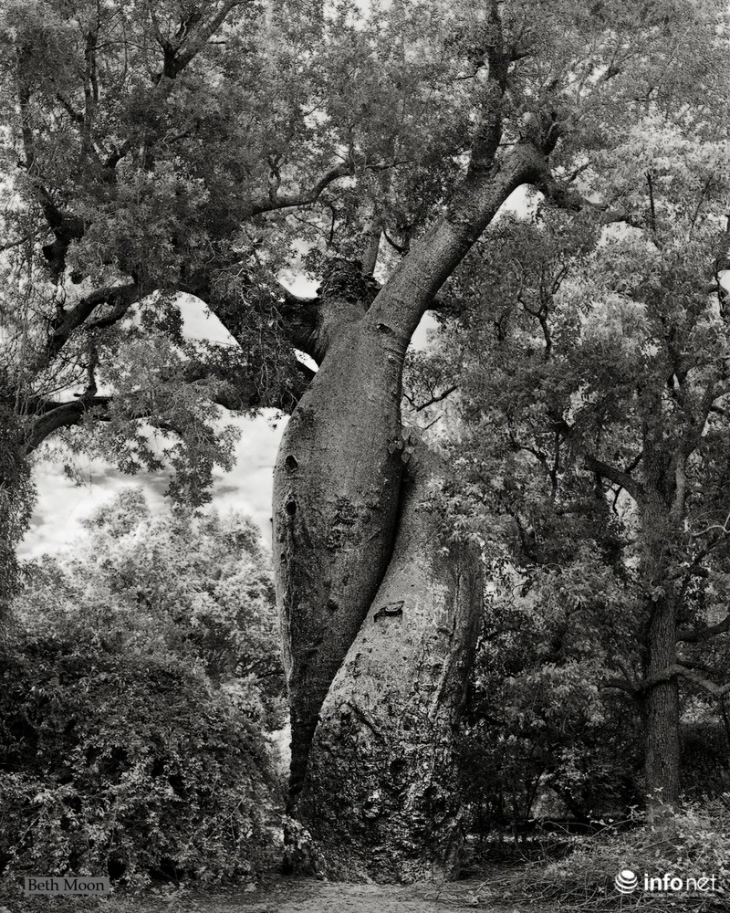 Những cây cổ thụ ngàn tuổi vĩ đại nhất thế giới - ảnh 7