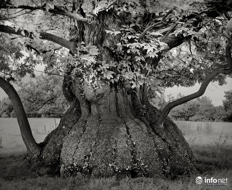 Những cây cổ thụ ngàn tuổi vĩ đại nhất thế giới - ảnh 9