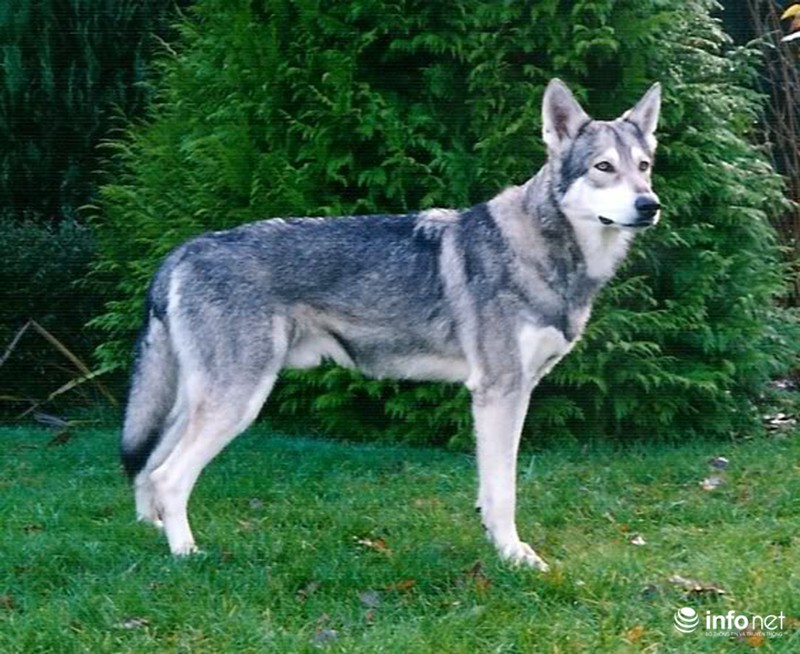 25 giống chó lạ, độc, hiếm gặp trên thế giới - ảnh 16