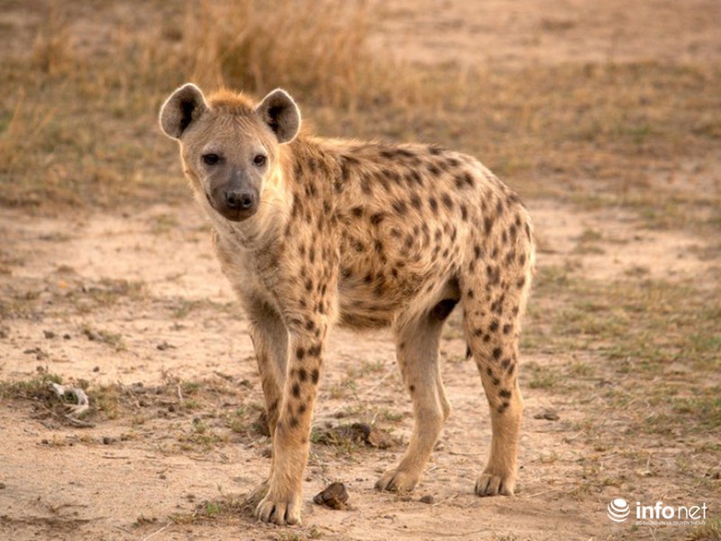 25 giống chó lạ, độc, hiếm gặp trên thế giới - ảnh 12