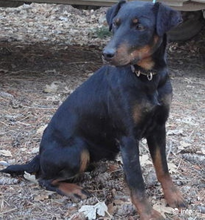 25 giống chó lạ, độc, hiếm gặp trên thế giới - ảnh 11