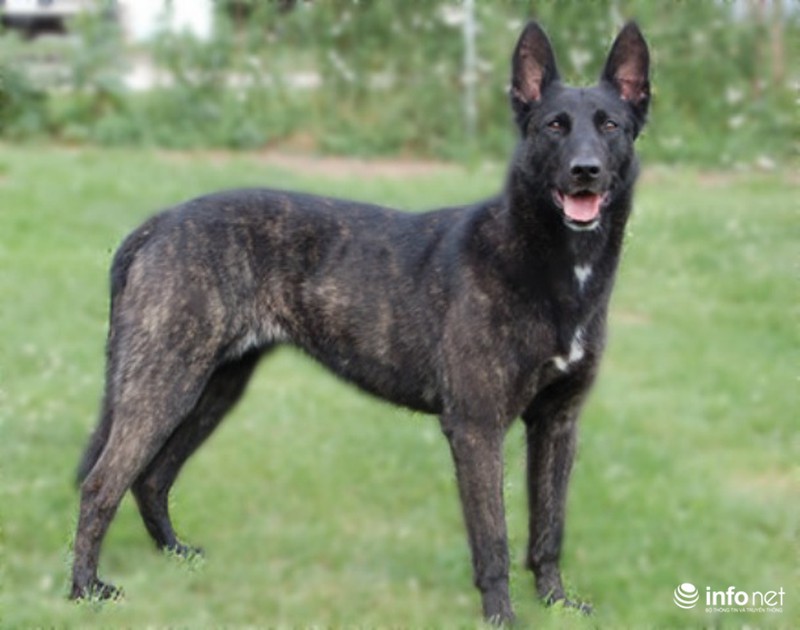 25 giống chó lạ, độc, hiếm gặp trên thế giới - ảnh 10