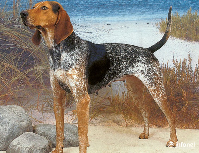 25 giống chó lạ, độc, hiếm gặp trên thế giới - ảnh 9