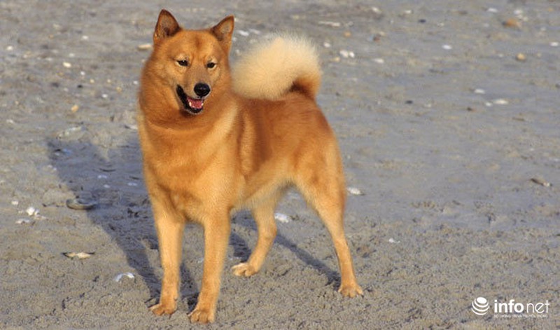 25 giống chó lạ, độc, hiếm gặp trên thế giới - ảnh 24