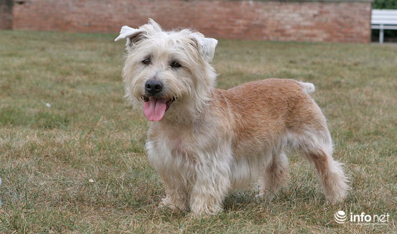 25 giống chó lạ, độc, hiếm gặp trên thế giới - ảnh 6