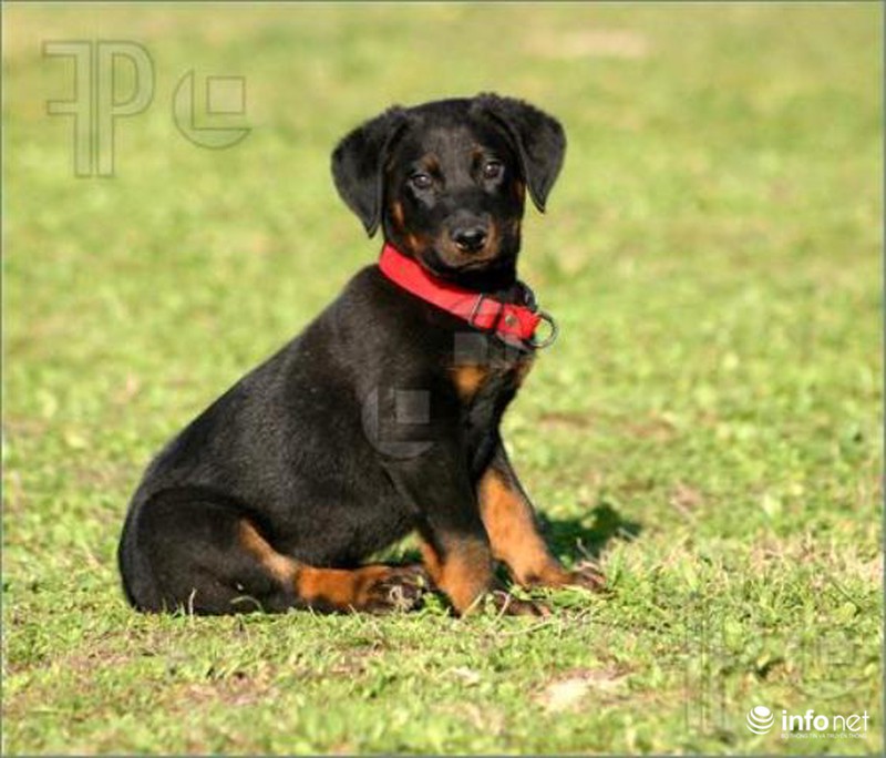 25 giống chó lạ, độc, hiếm gặp trên thế giới - ảnh 3