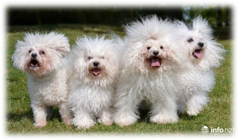 25 giống chó lạ, độc, hiếm gặp trên thế giới - ảnh 2