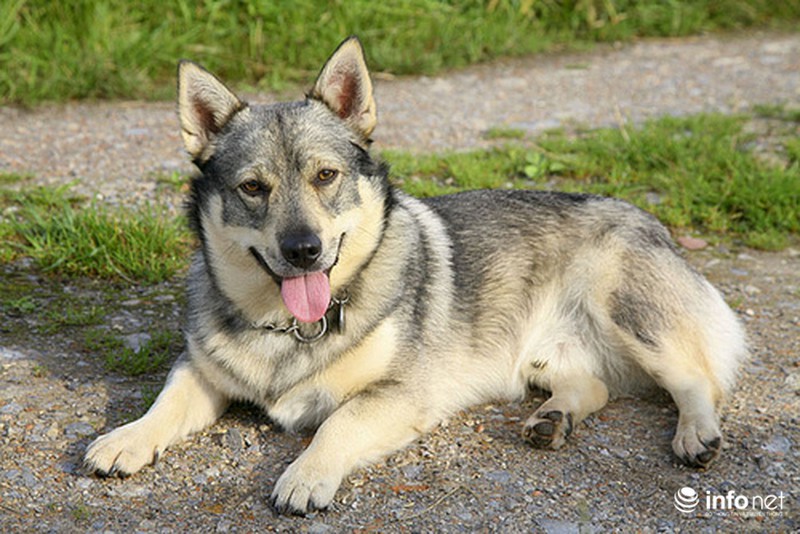 25 giống chó lạ, độc, hiếm gặp trên thế giới - ảnh 22