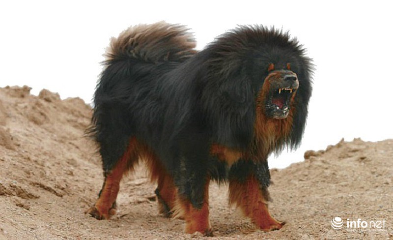 25 giống chó lạ, độc, hiếm gặp trên thế giới - ảnh 21