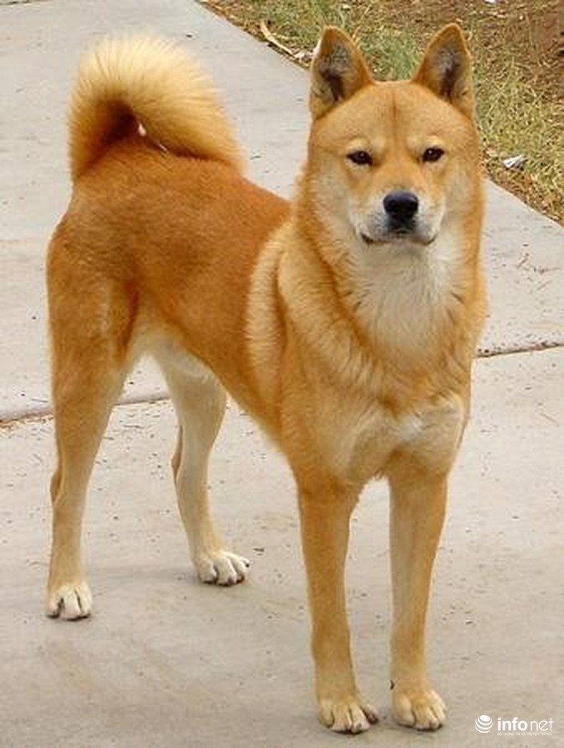 25 giống chó lạ, độc, hiếm gặp trên thế giới - ảnh 20