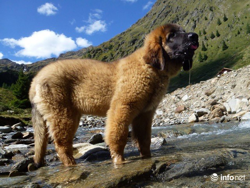 25 giống chó lạ, độc, hiếm gặp trên thế giới - ảnh 19