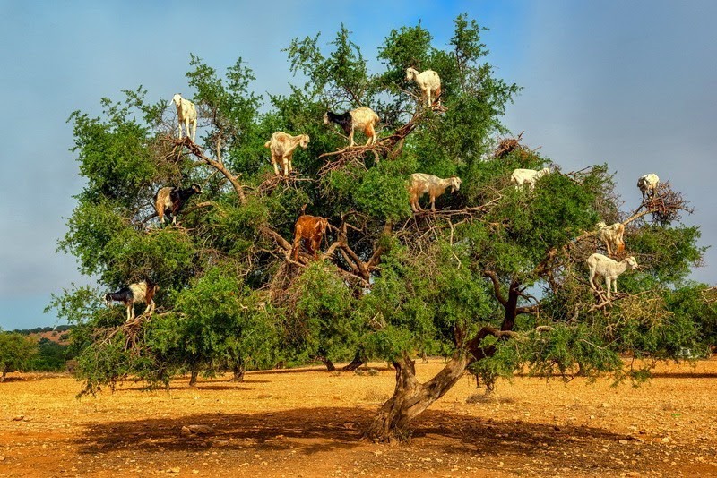 Amazed goats climb trees quickly to feed - photo 1