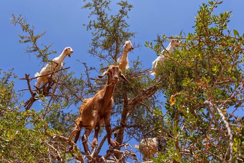 Amazed goats climb trees quickly to find food - photo 2