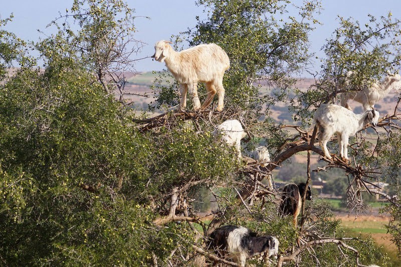 Amazed goats climb trees quickly to find food - photo 3