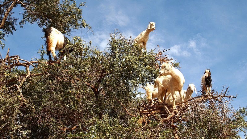 Amazed goats climb trees quickly to find food - photo 4