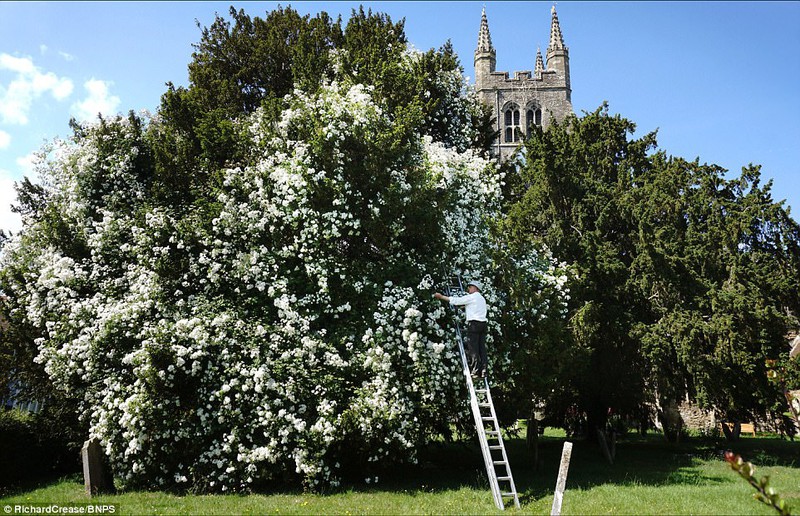 Chiêm ngưỡng cây hoa hồng khổng lồ hơn trăm tuổi - ảnh 1