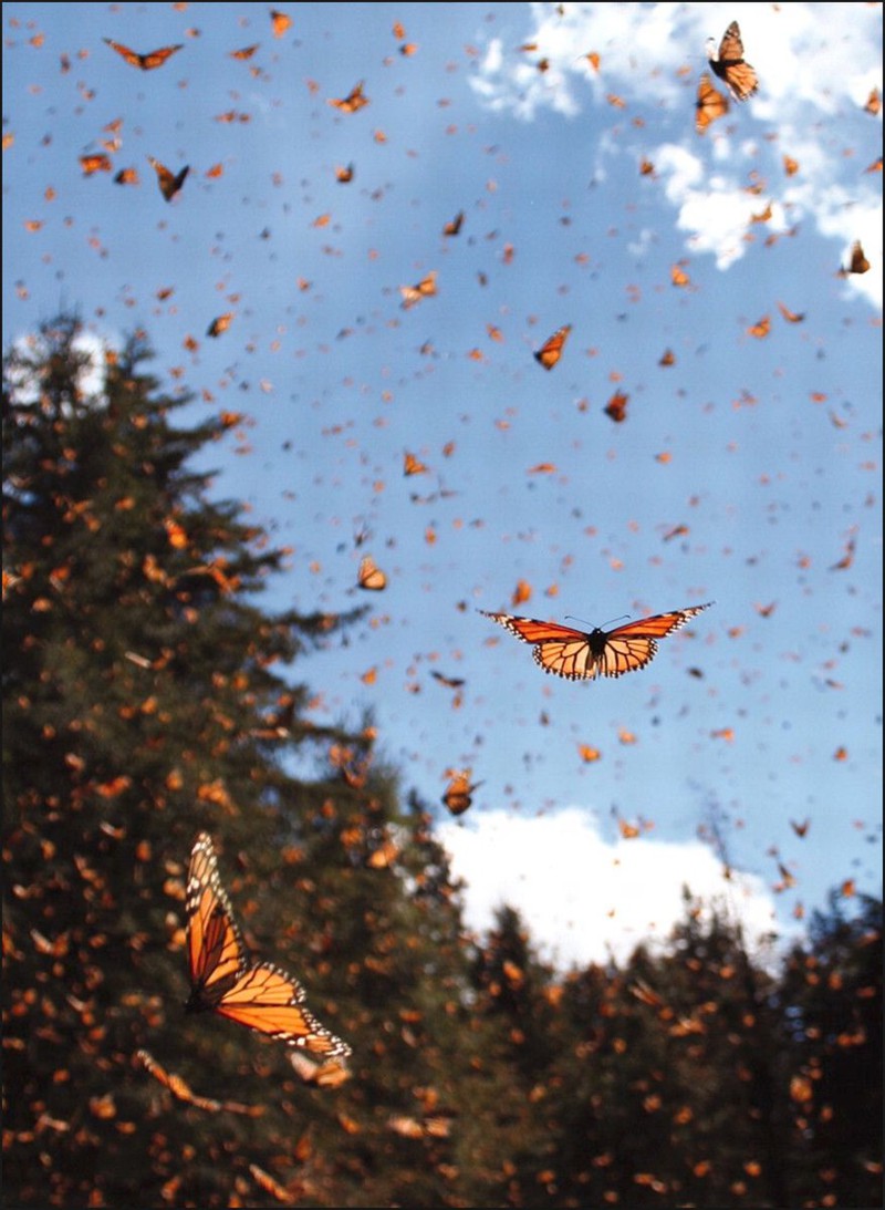 Rất Hay Hình ảnh con bướm đang bay đẹp nhất