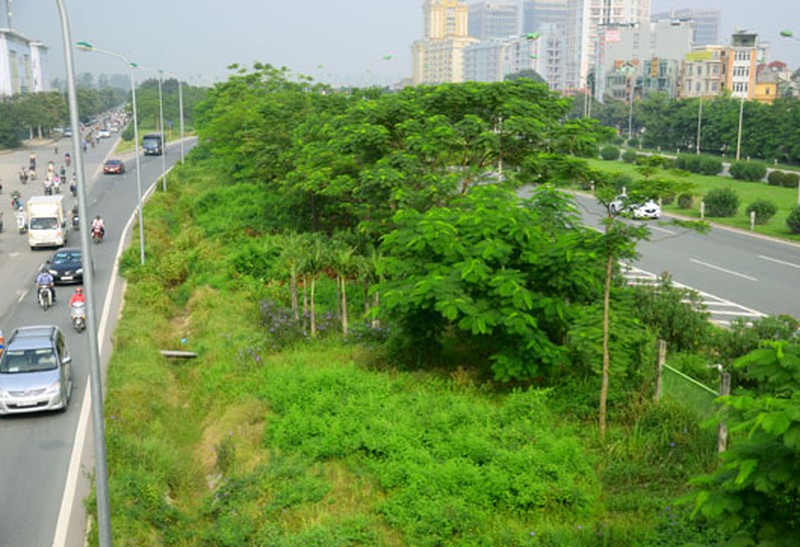 Hà Nội: Cỏ lau um tùm, trổ bông giữa đường phố - ảnh 1