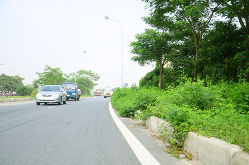 Hà Nội: Cỏ lau um tùm, trổ bông giữa đường phố - ảnh 2