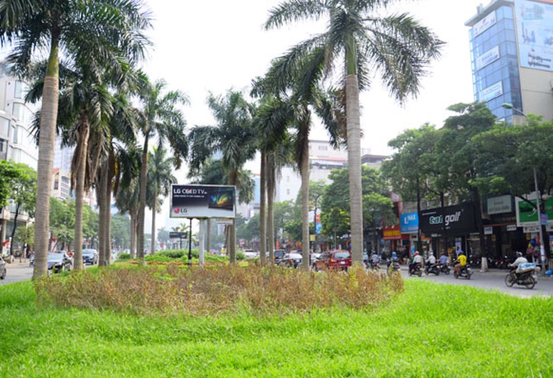 Hà Nội: Cỏ lau um tùm, trổ bông giữa đường phố - ảnh 3