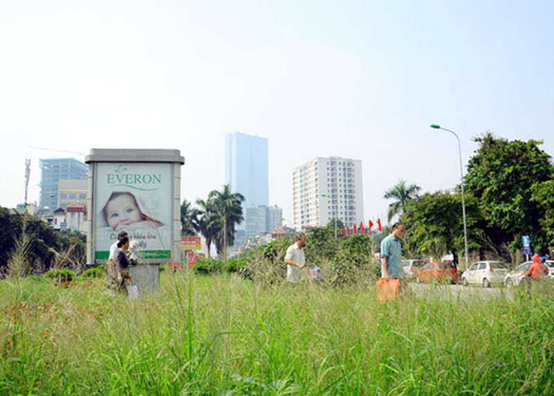 Hà Nội: Cỏ lau um tùm, trổ bông giữa đường phố - ảnh 5