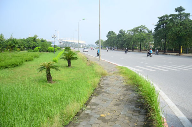 Hà Nội: Cỏ lau um tùm, trổ bông giữa đường phố - ảnh 9