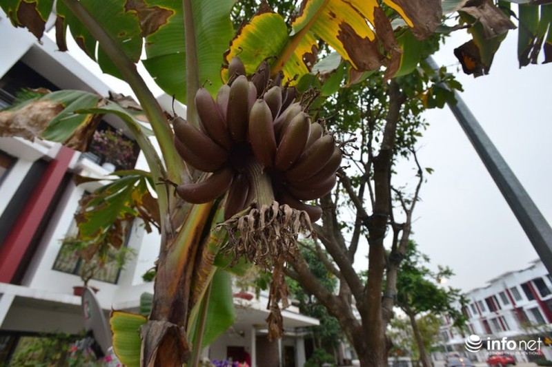 Chiêm ngưỡng cây chuối ra quả màu tím “độc nhất vô nhị” ở Hà Nội - ảnh 5